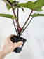 Philodendron 'Florida Bronze' 4"