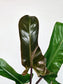 Philodendron 'Florida Bronze' 4"