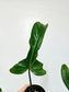 Philodendron 'Florida Bronze' 4"