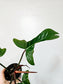 Philodendron 'Florida Bronze' 4"