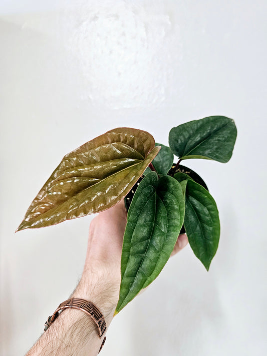 Anthurium Radicans x Luxurians 4"
