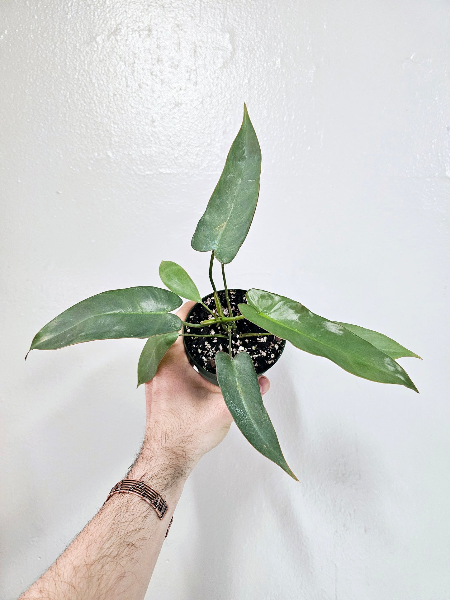 Philodendron Atabapoense 4"