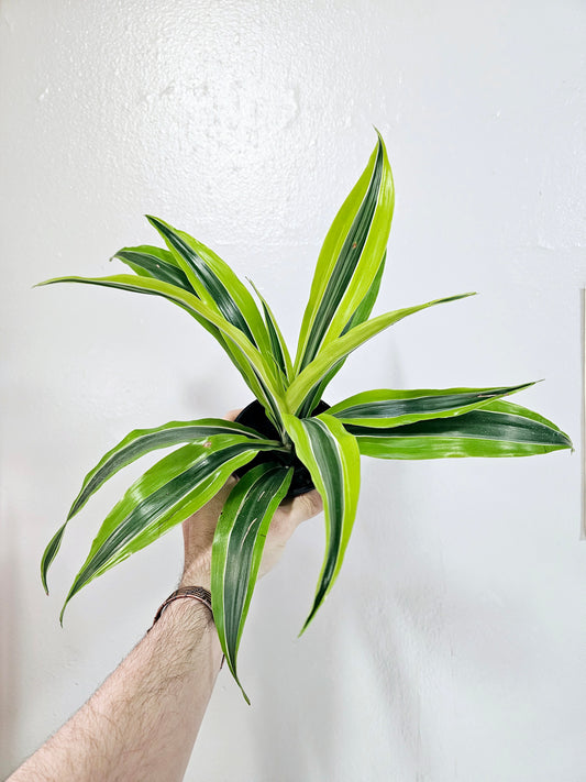 Dracaena Warneckii Lemon Lime 4"