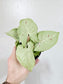 Syngonium 'Milk Confetti' 4"
