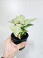 Syngonium 'Milk Confetti' 4"