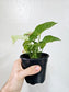 Syngonium 'Milk Confetti' 4"