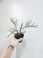 Philodendron Tortum 4"