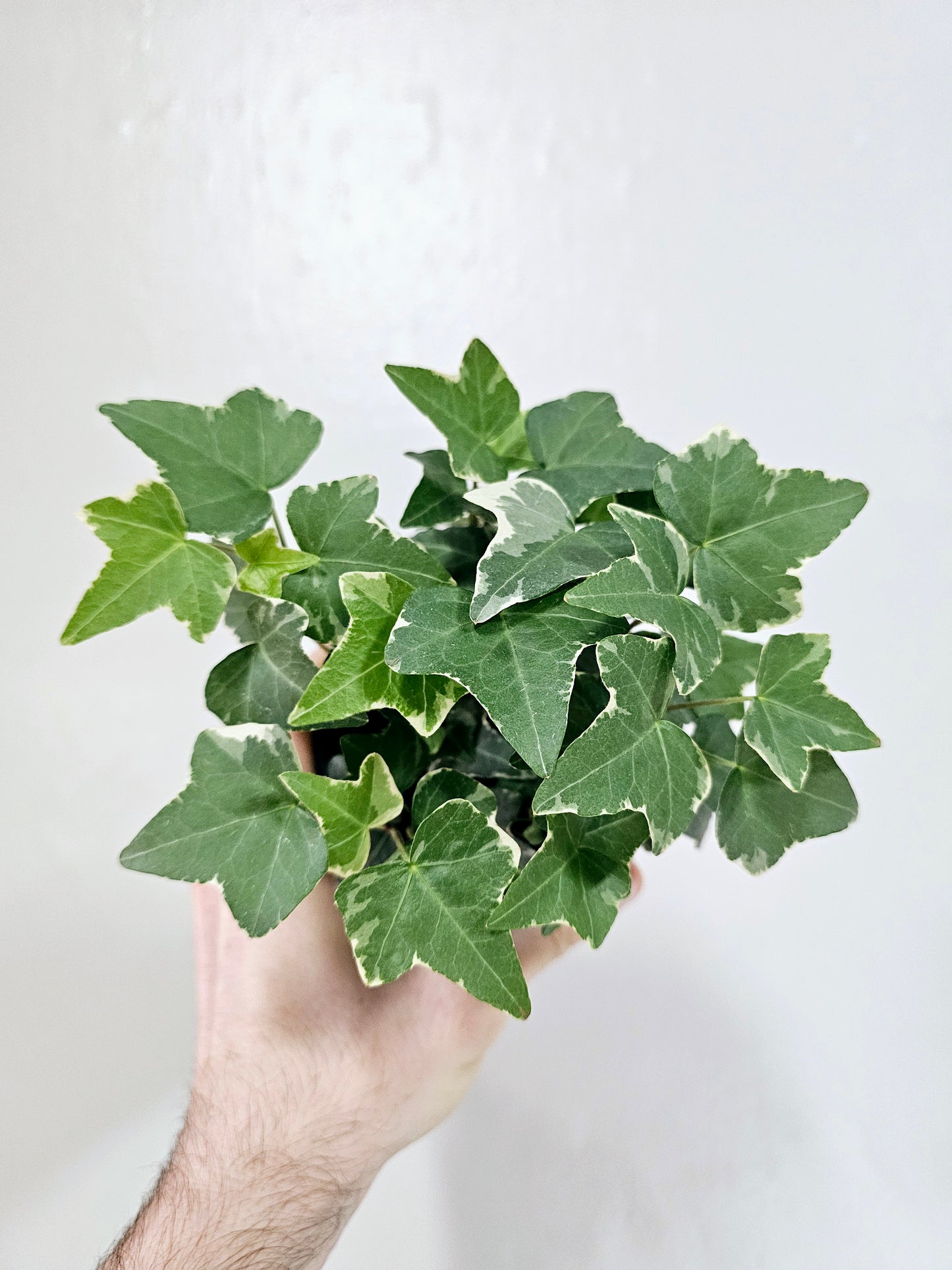 Hedera Helix Variegated Glacier English Ivy 4"