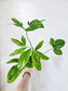 Philodendron Goldeii/Thaumatophyllum Spruceanum 4"