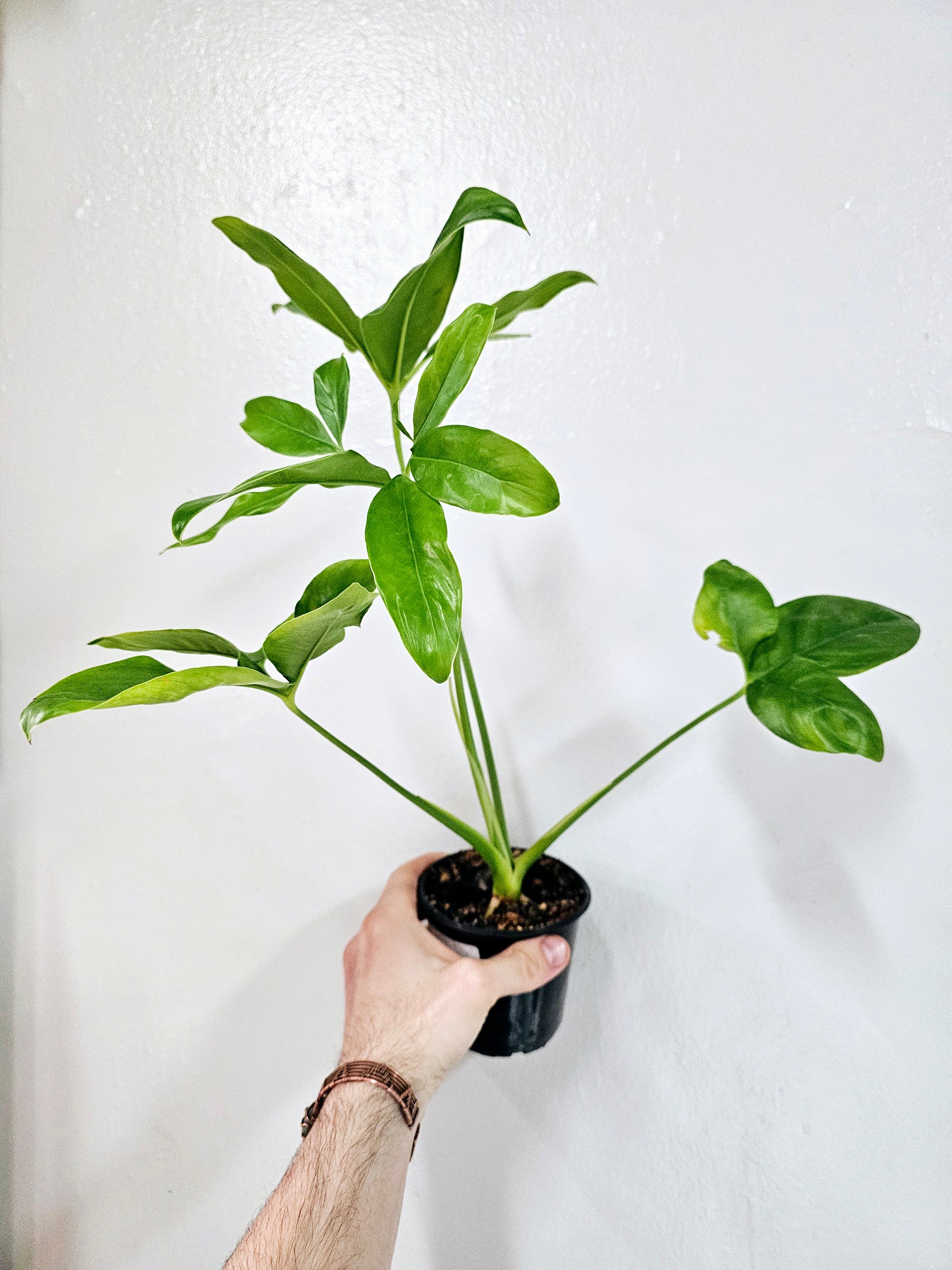 philodendron goldeii Philodendron Goldeii/Thaumatophyllum Spruceanum 4"