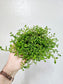Selaginella Kraussiana 3.5"