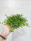 Selaginella Kraussiana 3.5"