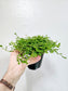 Selaginella Kraussiana 3.5"