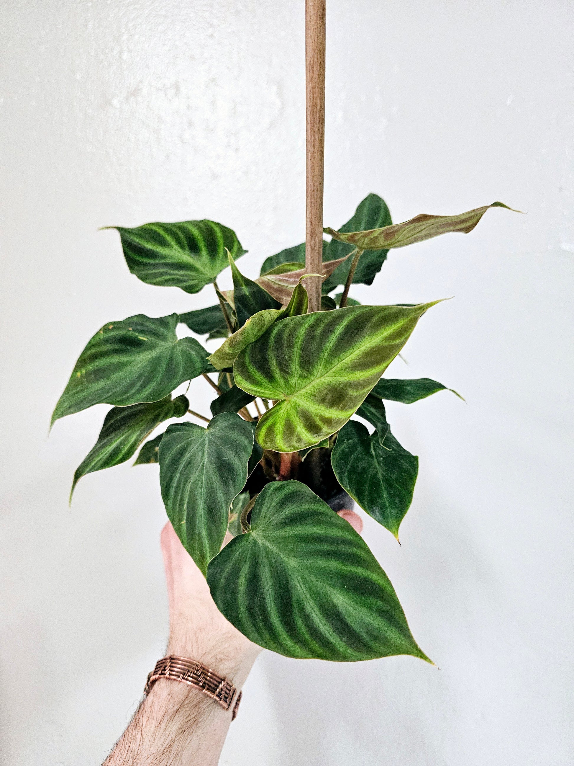 philodendron verrucosum 2 Philodendron verrucosum 4" – Quartz Botanicals