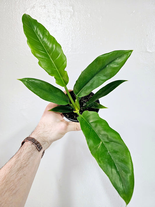 Philodendron Jungle Boogie 4"