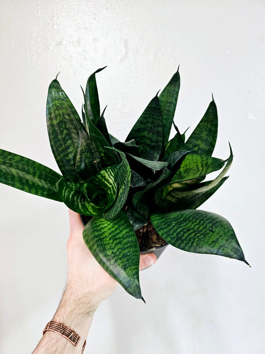 Sansevieria Forest Star 6"