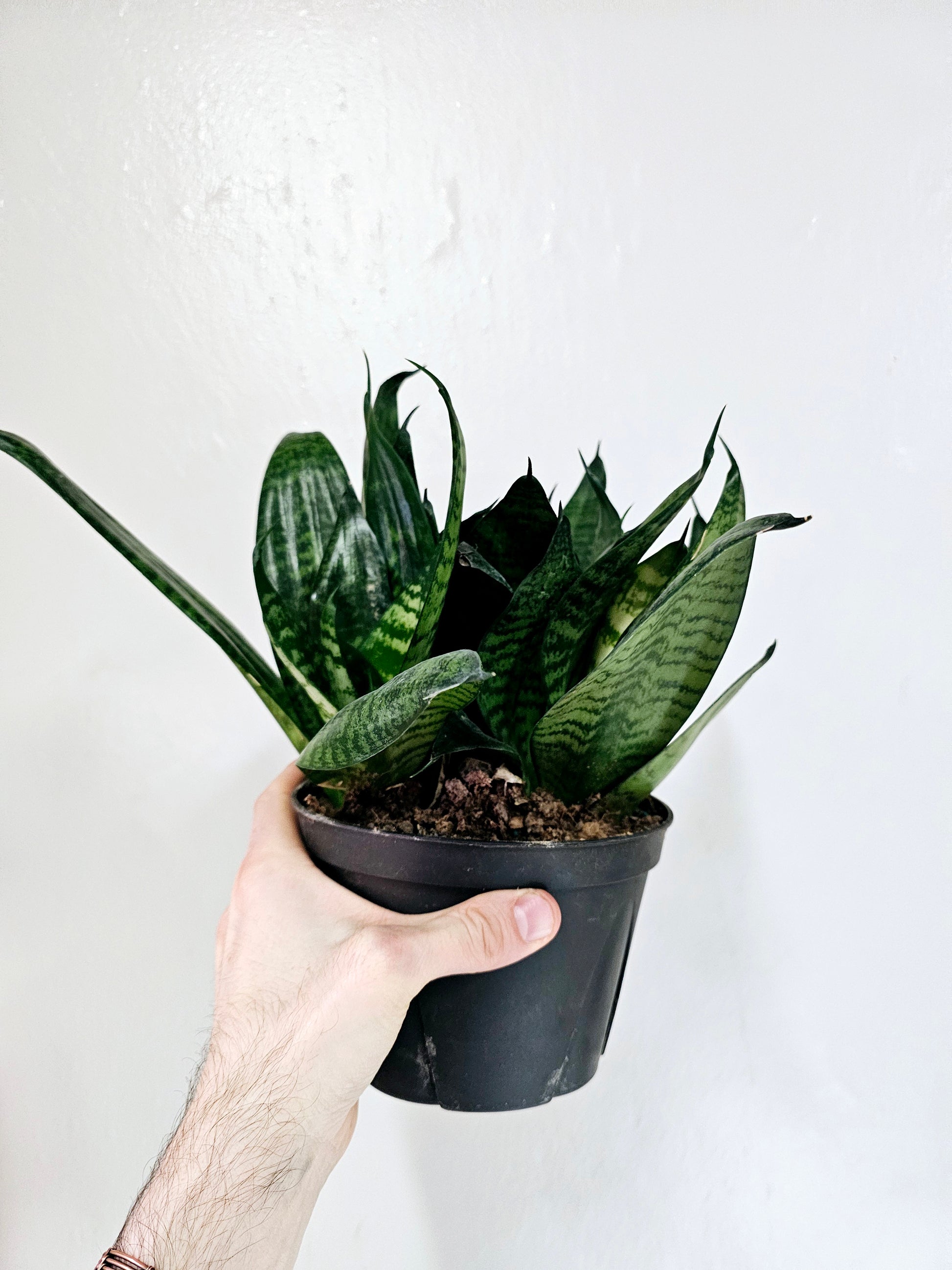 sansevieria forest star Sansevieria Forest Star 6"