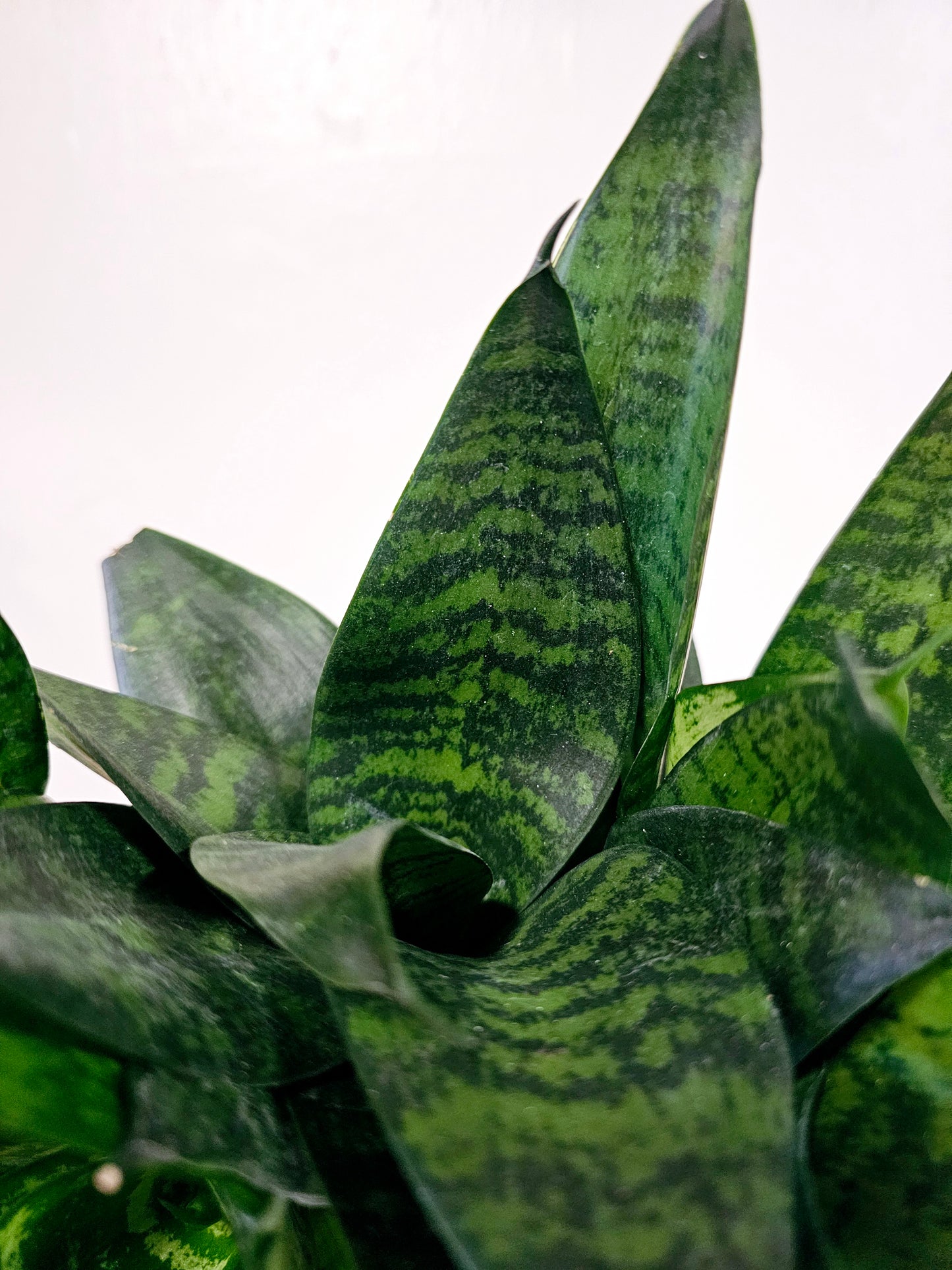 Sansevieria Forest Star 6"