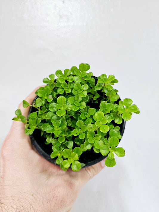 Pilea Depressa Baby Tears 4”