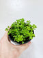 Pilea depressa 'Baby Tears' 4”
