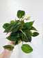 Philodendron 'Micans' 4"