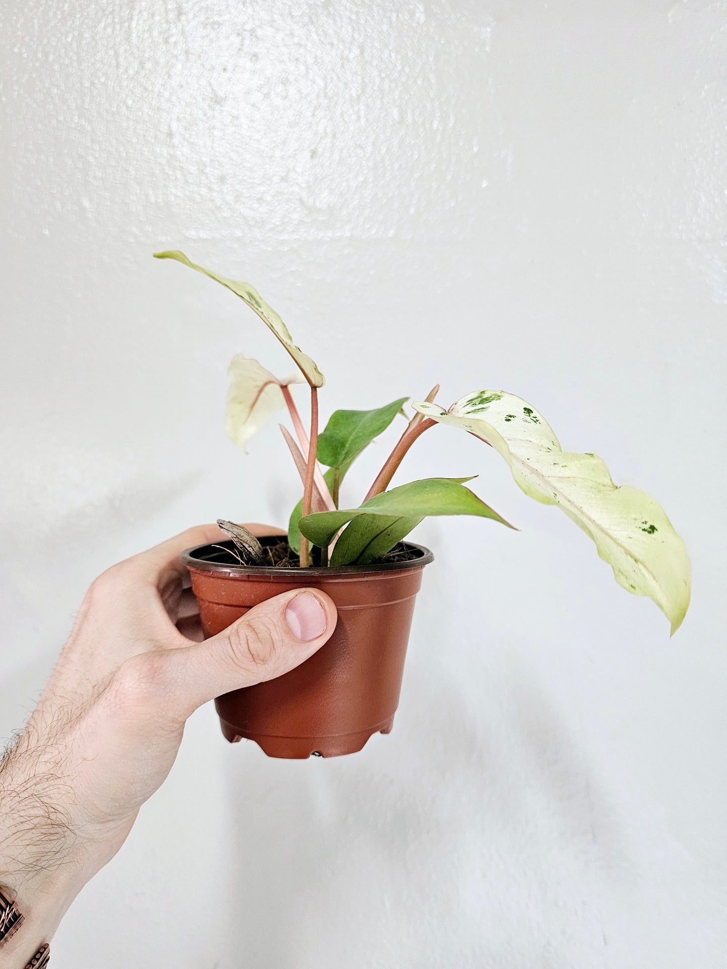 Philodendron Snow Drift 4"