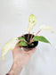 Philodendron 'Snow Drift' 4"