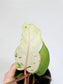 Philodendron 'Snow Drift' 4"