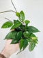 Hoya Verticillata Black Margin 4"