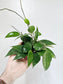 Hoya Verticillata Black Margin 4"
