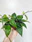 Hoya Verticillata Black Margin 4"