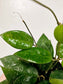 Hoya Verticillata Black Margin 4"
