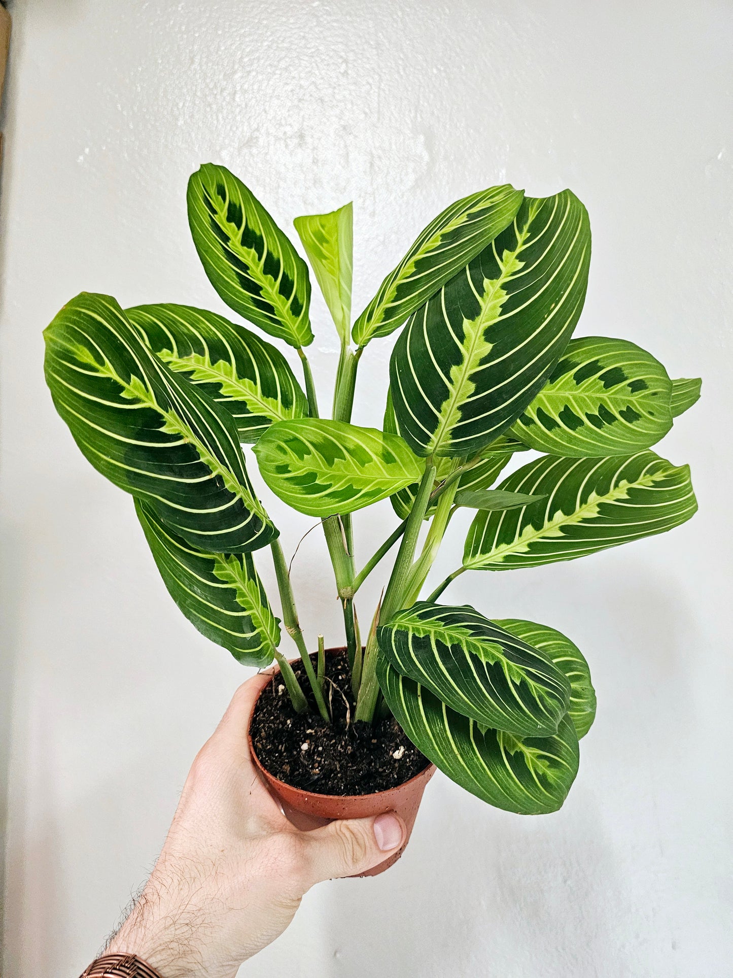 Maranta Leuconeura Lemon Lime 4"