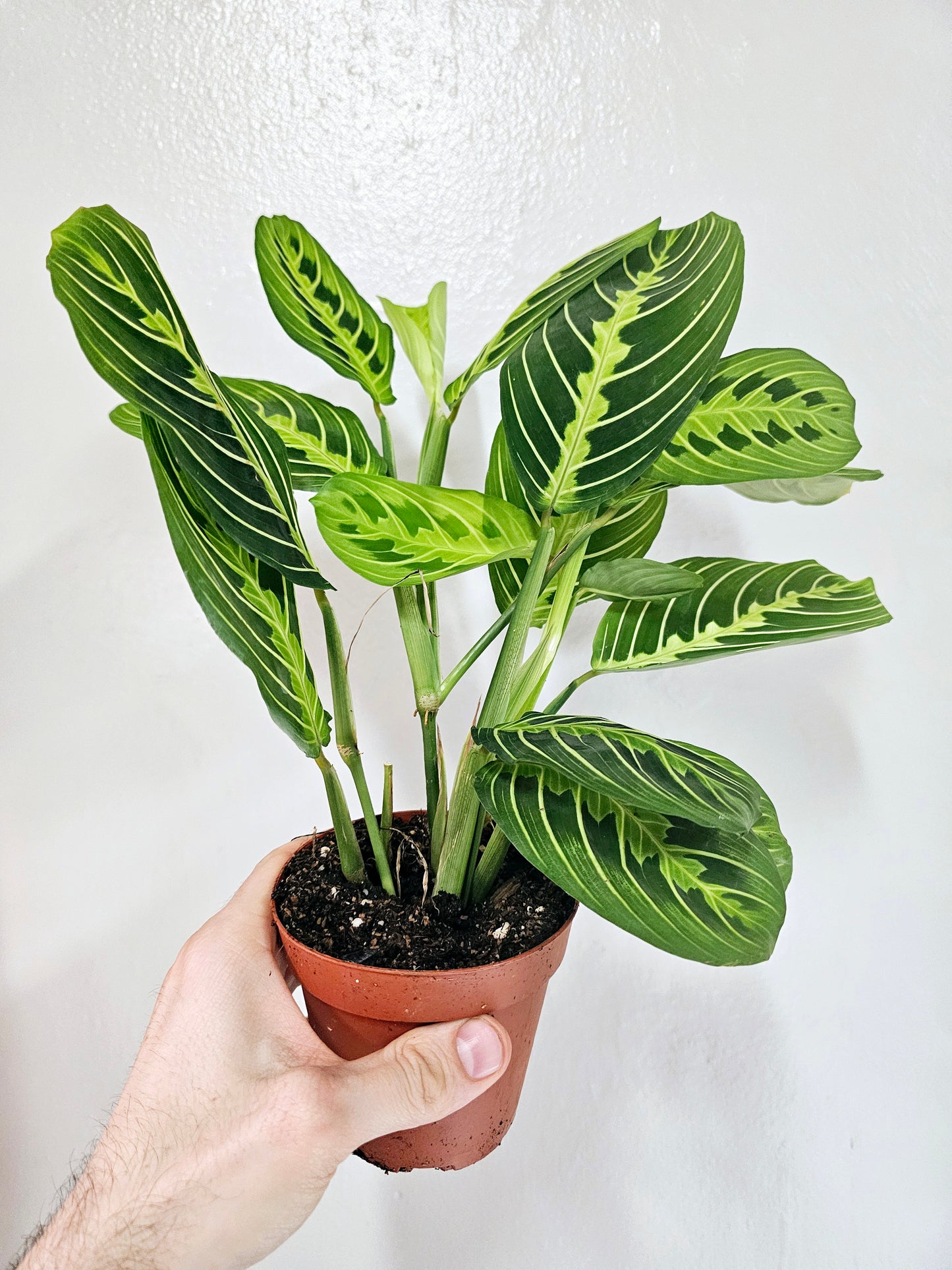 Maranta Leuconeura Lemon Lime 4"