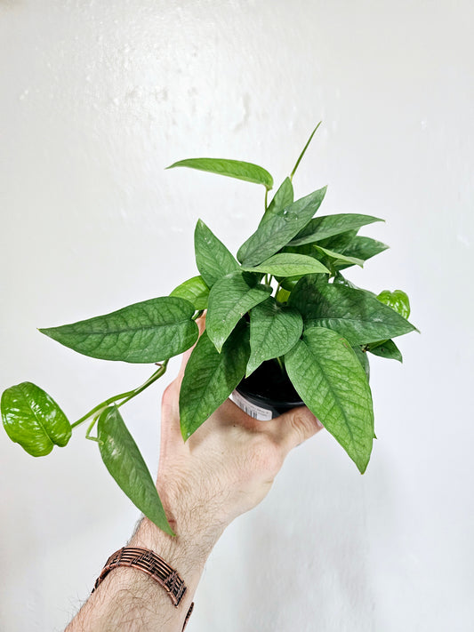 Epipremnum pinnatum 'Cebu Blue' 4"