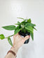 Epipremnum pinnatum 'Cebu Blue' 4"