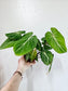 Philodendron gloriosum 4"