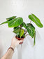 Philodendron gloriosum 4"