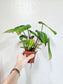 Philodendron gloriosum 4"