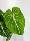 Philodendron gloriosum 4"