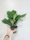 Maranta leuconeura 'Kerchoveana' 4"