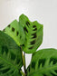 Maranta leuconeura 'Kerchoveana' 4"