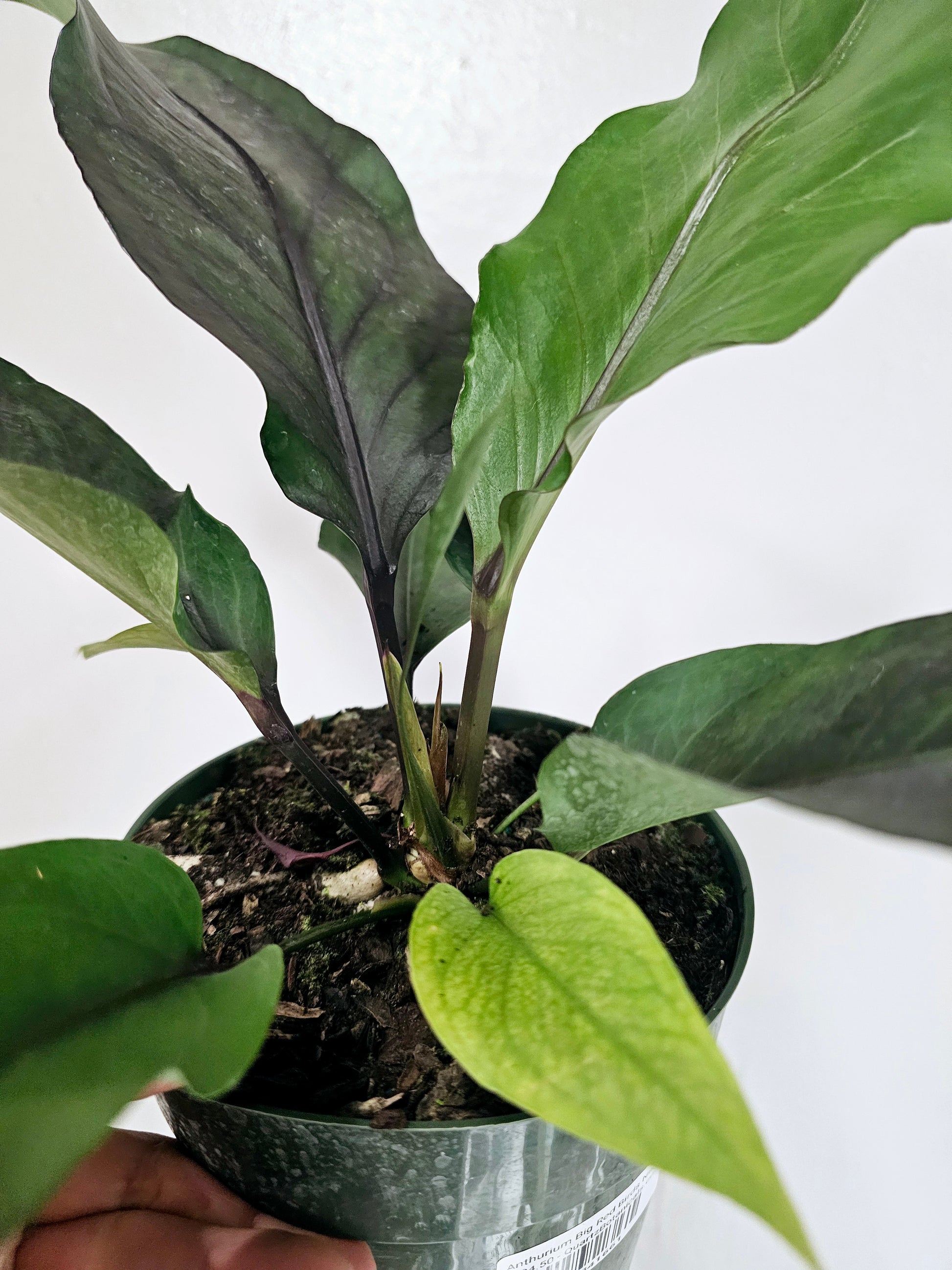 anthurium big Anthurium Big Red Bird 6" – Quartz Botanicals