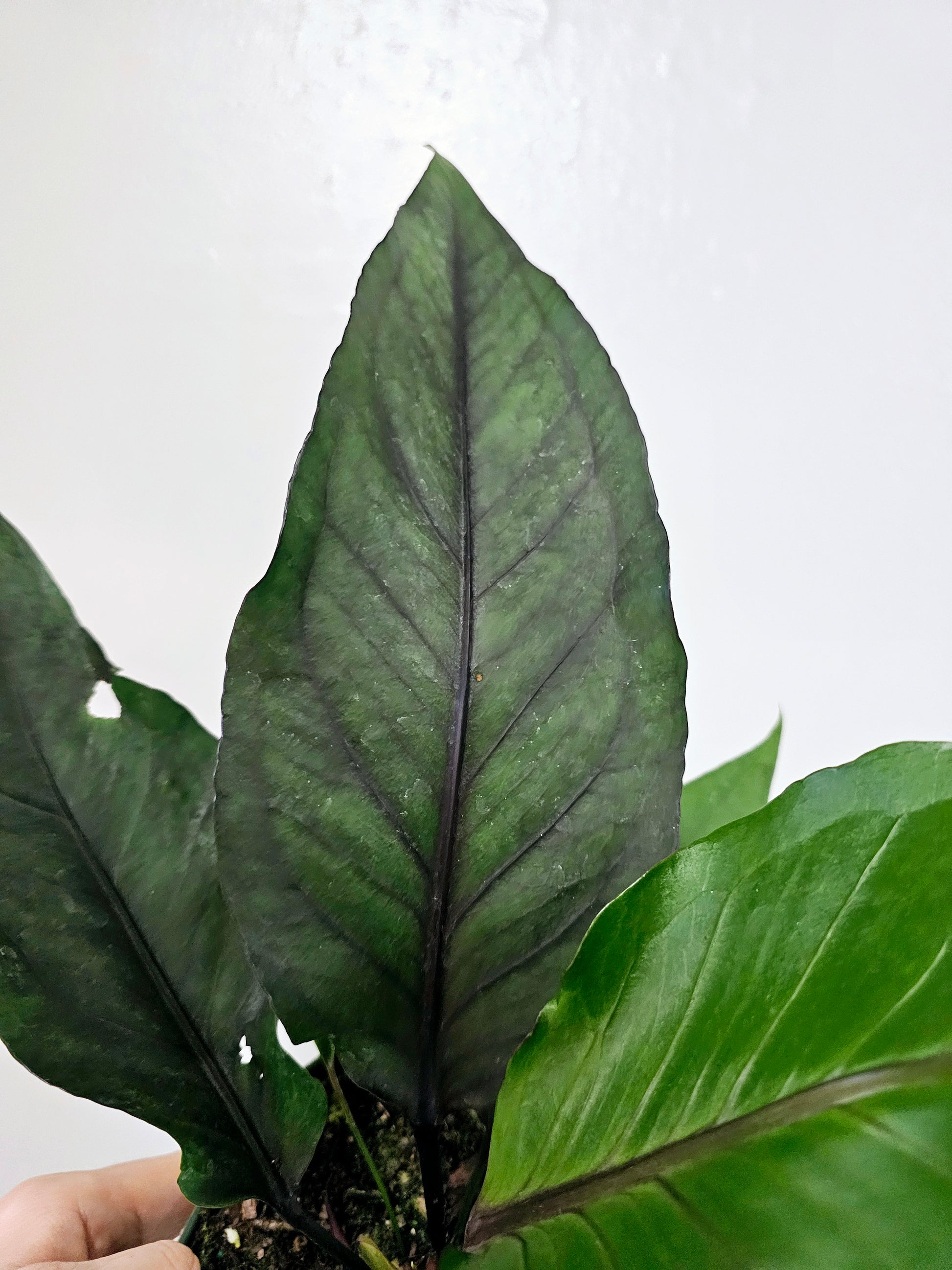 anthurium big bird Anthurium Big Red Bird 6" – Quartz Botanicals