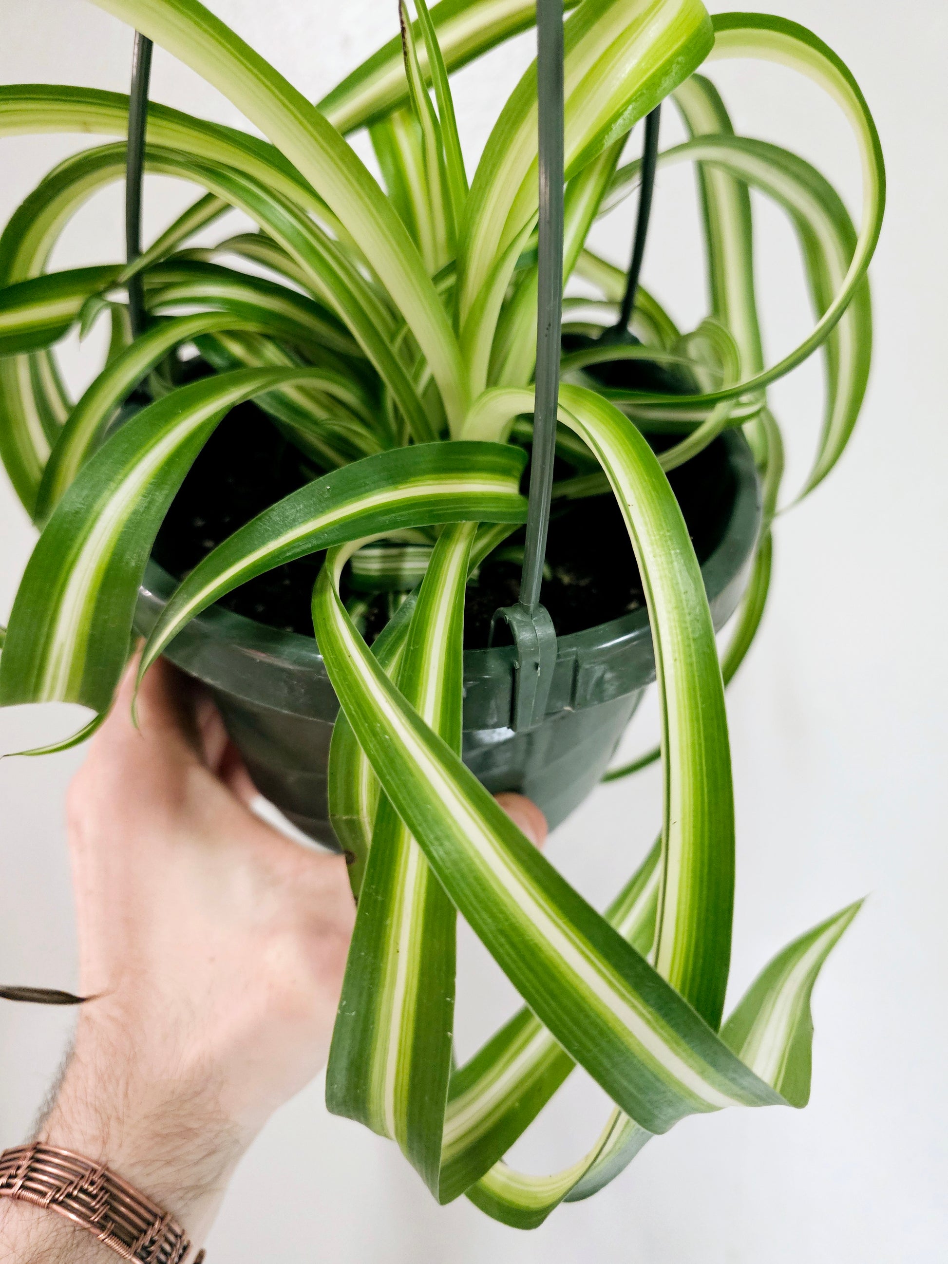 Curly Variegated Bonnie Spider Plant 6