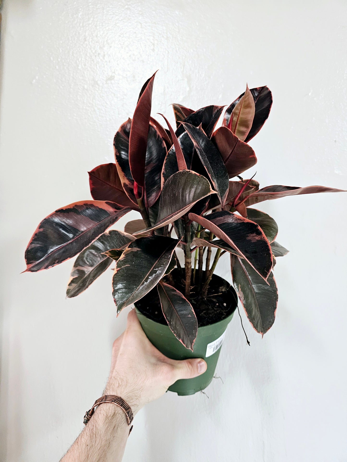 Ficus elastica 'Ruby' 6"