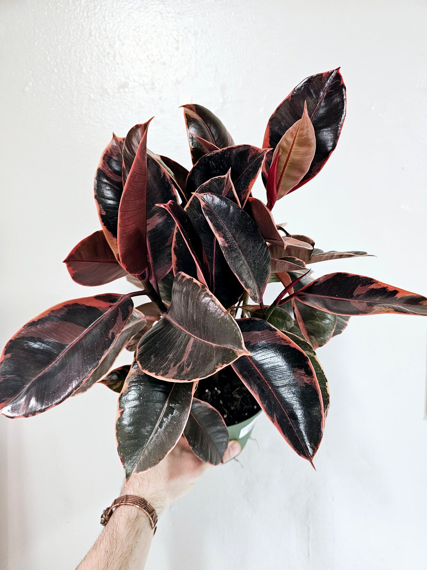 Ficus elastica 'Ruby' 6"