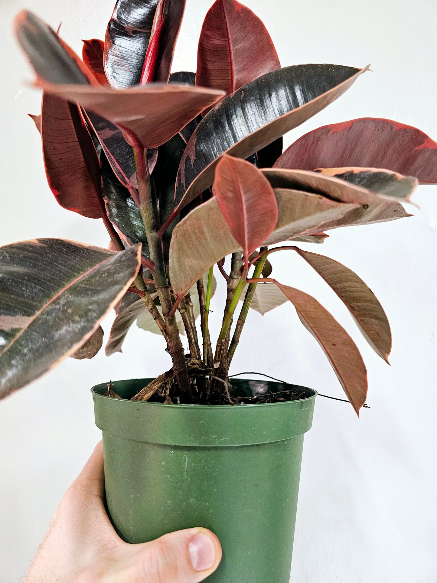 Ficus elastica 'Ruby' 6"