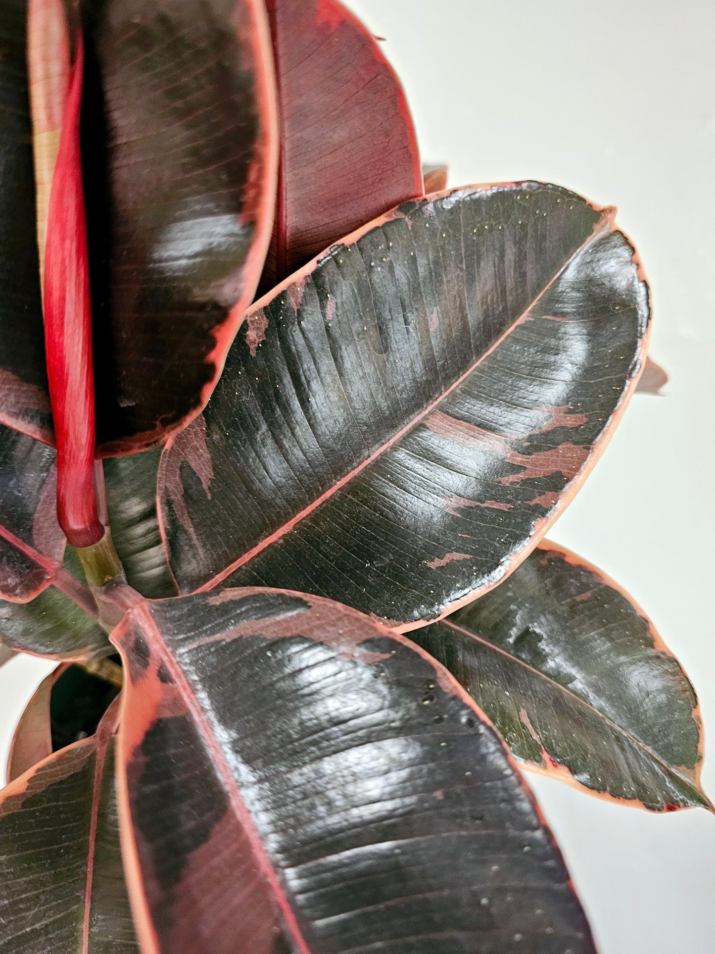 Ficus elastica 'Ruby' 6"