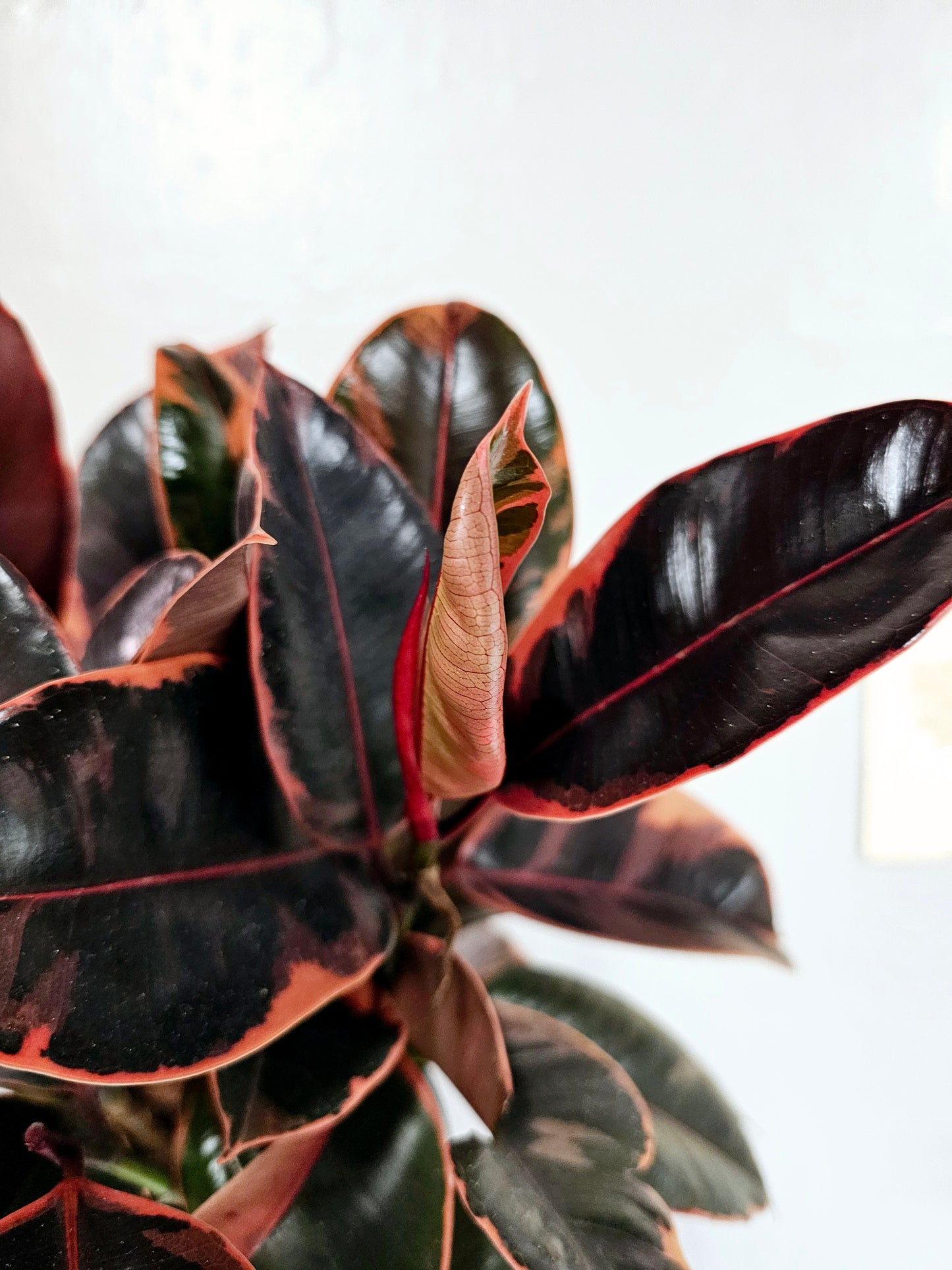 Ficus elastica 'Ruby' 6"